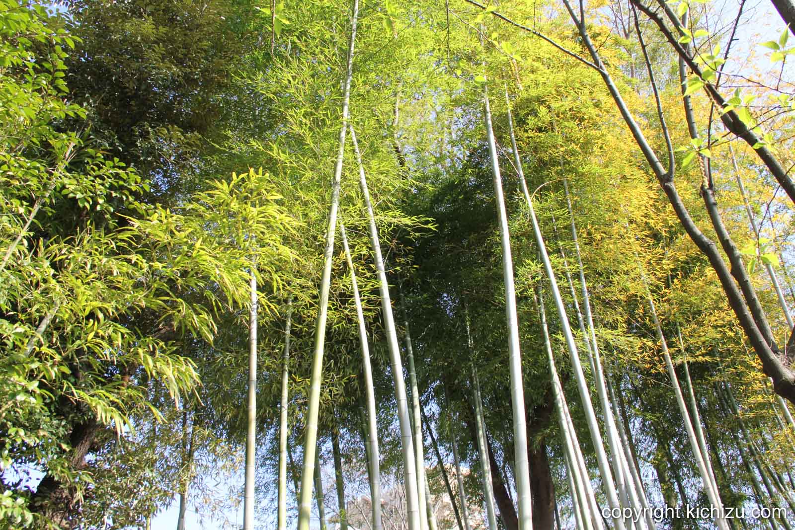竹林