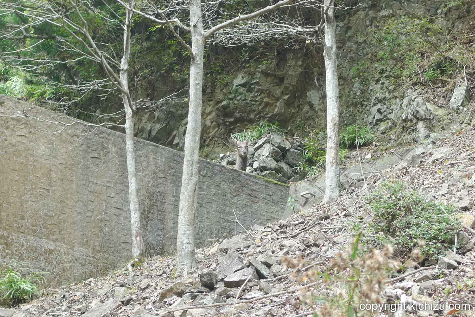 大山の鹿