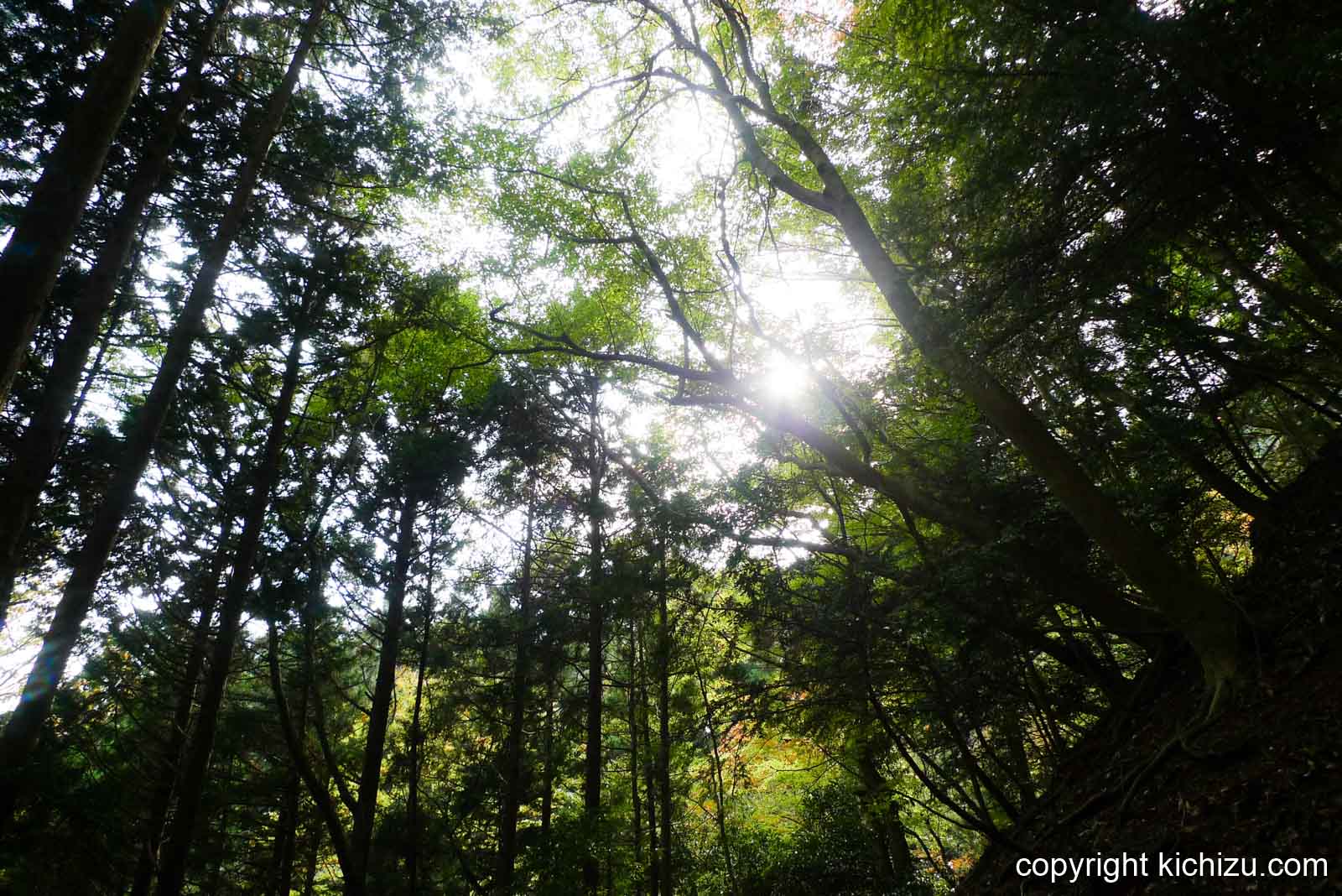 大山の木々から溢れる日光