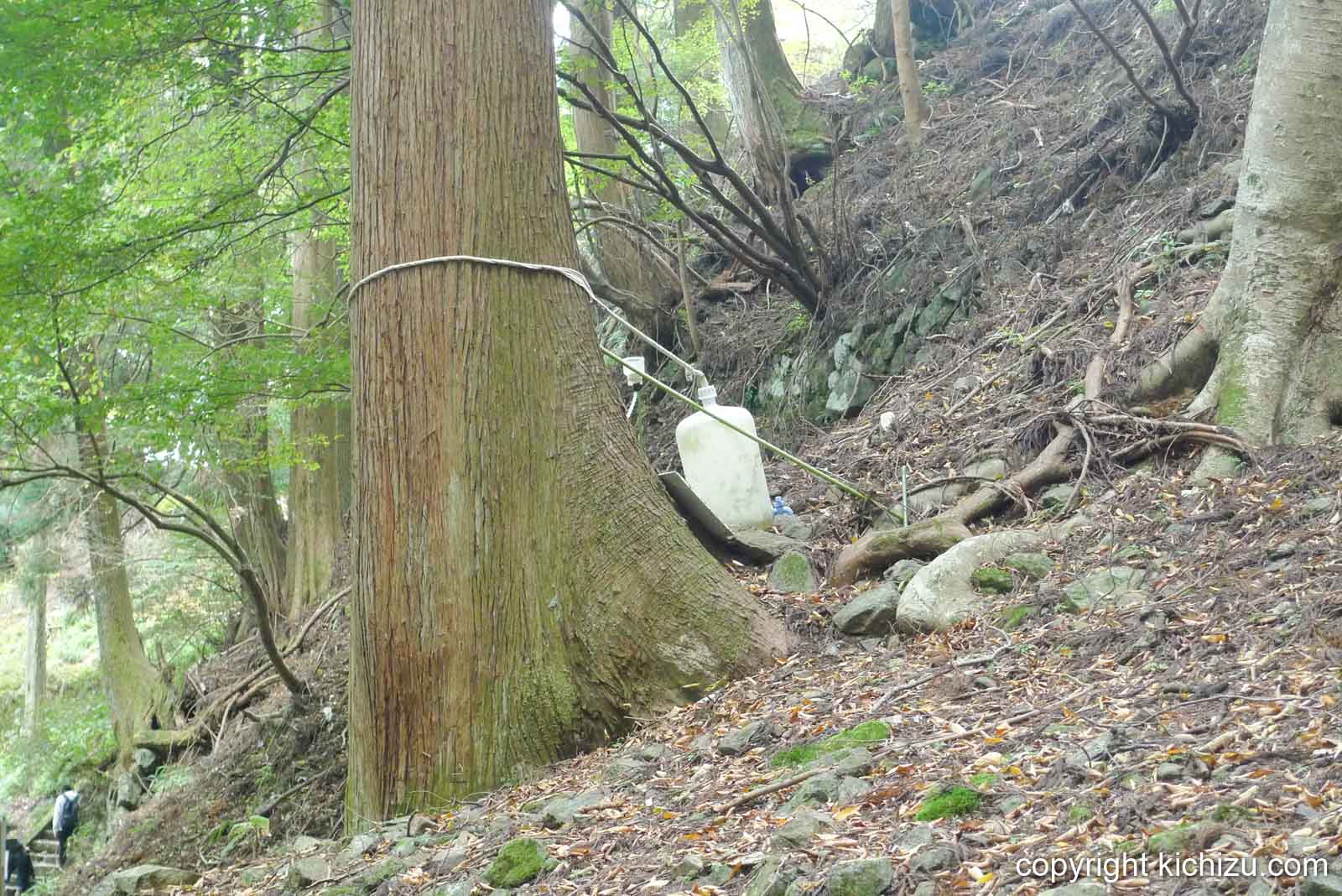木に括りつけられたボトル