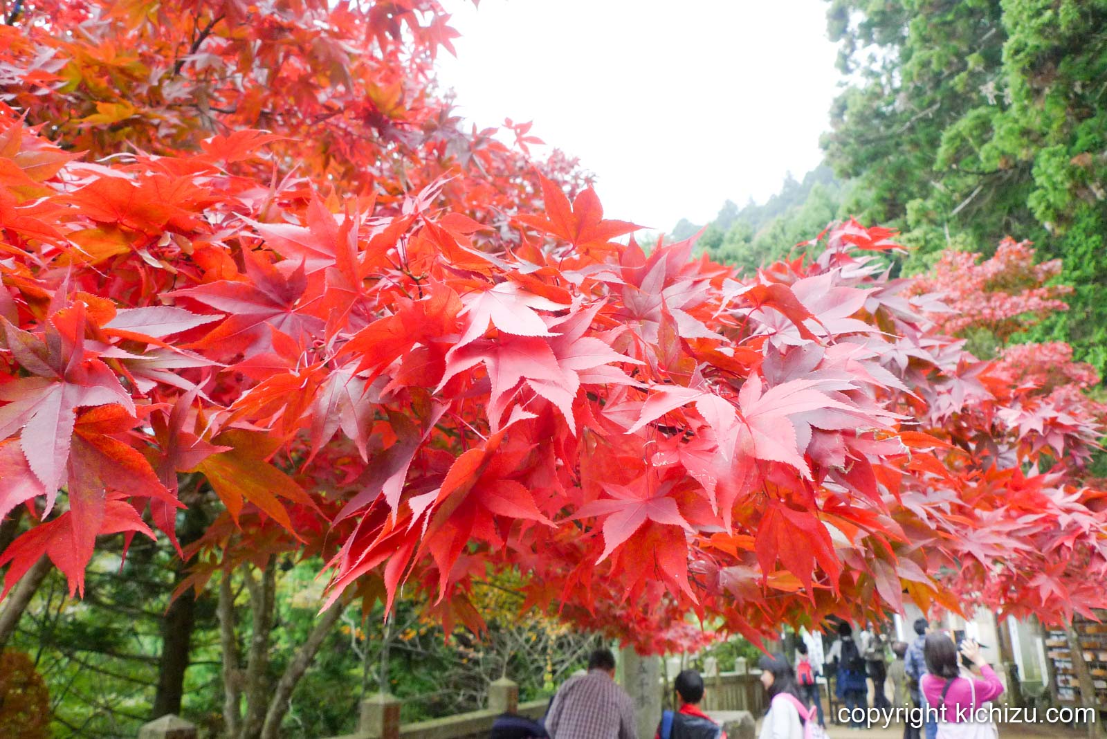 大山の紅葉