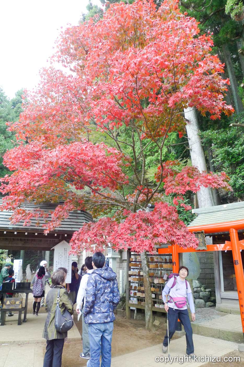 大山の紅葉