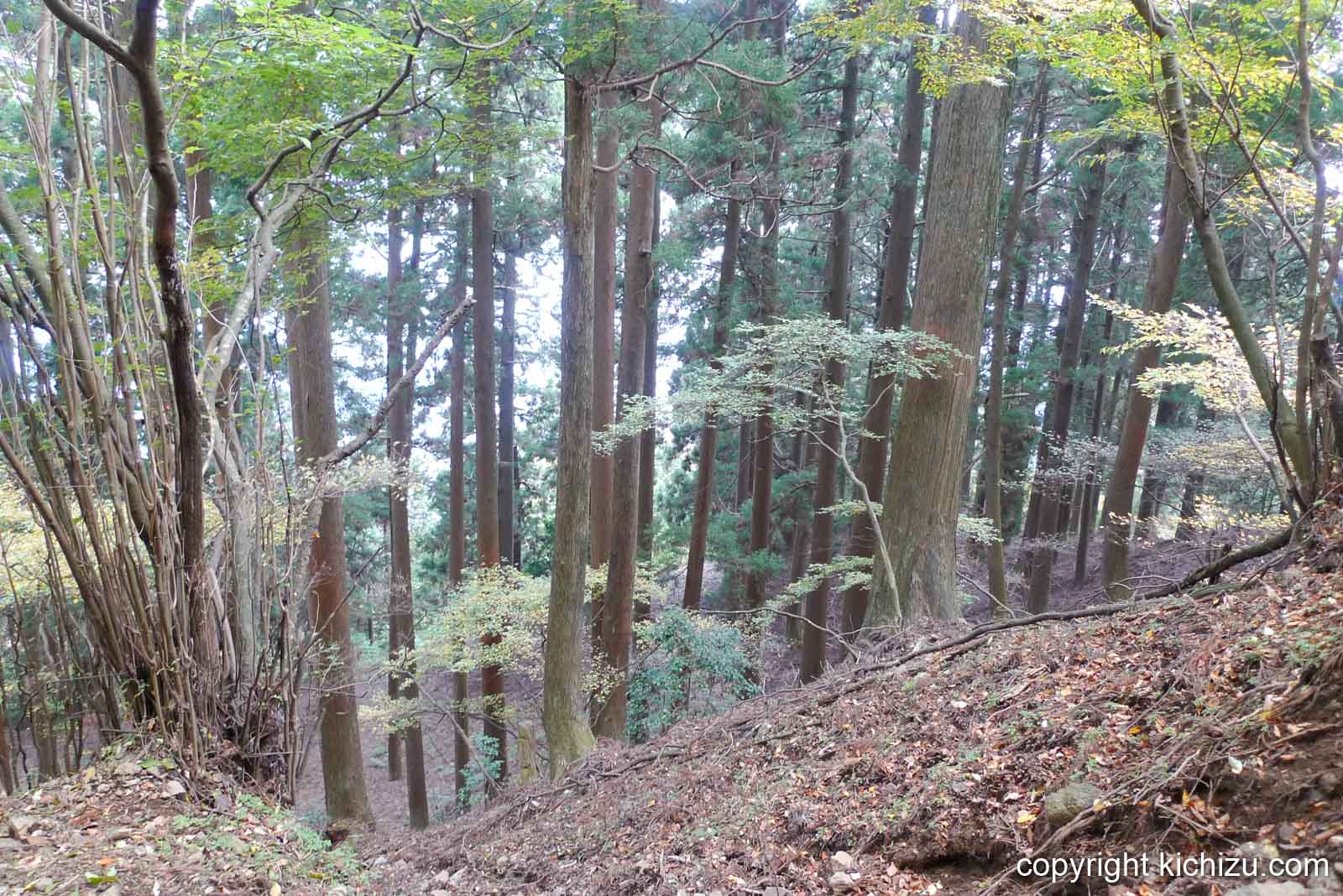大山の山道を見下ろす