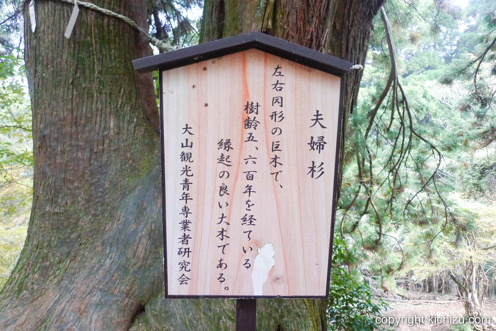 大山夫婦杉の解説板