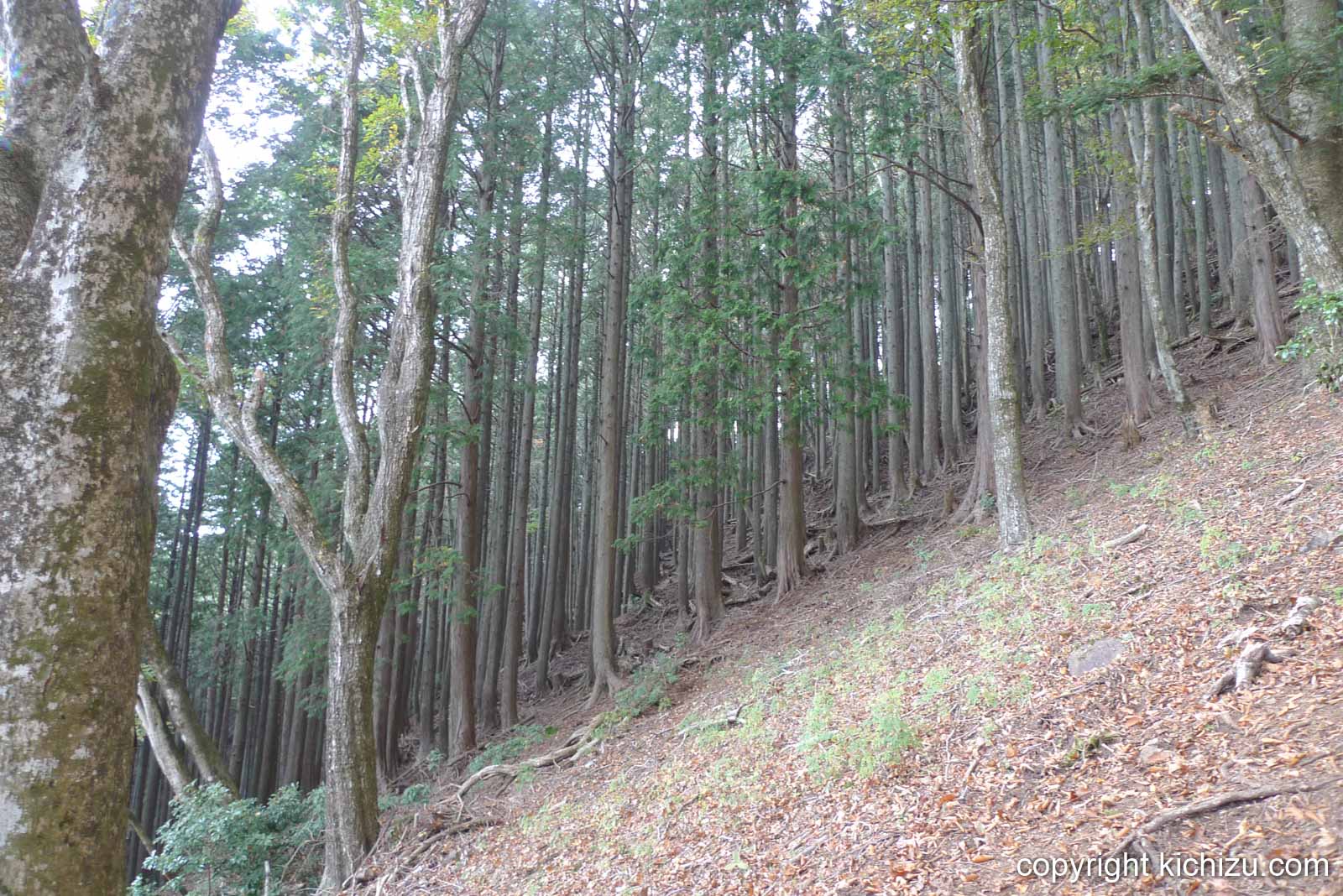 大山の斜面