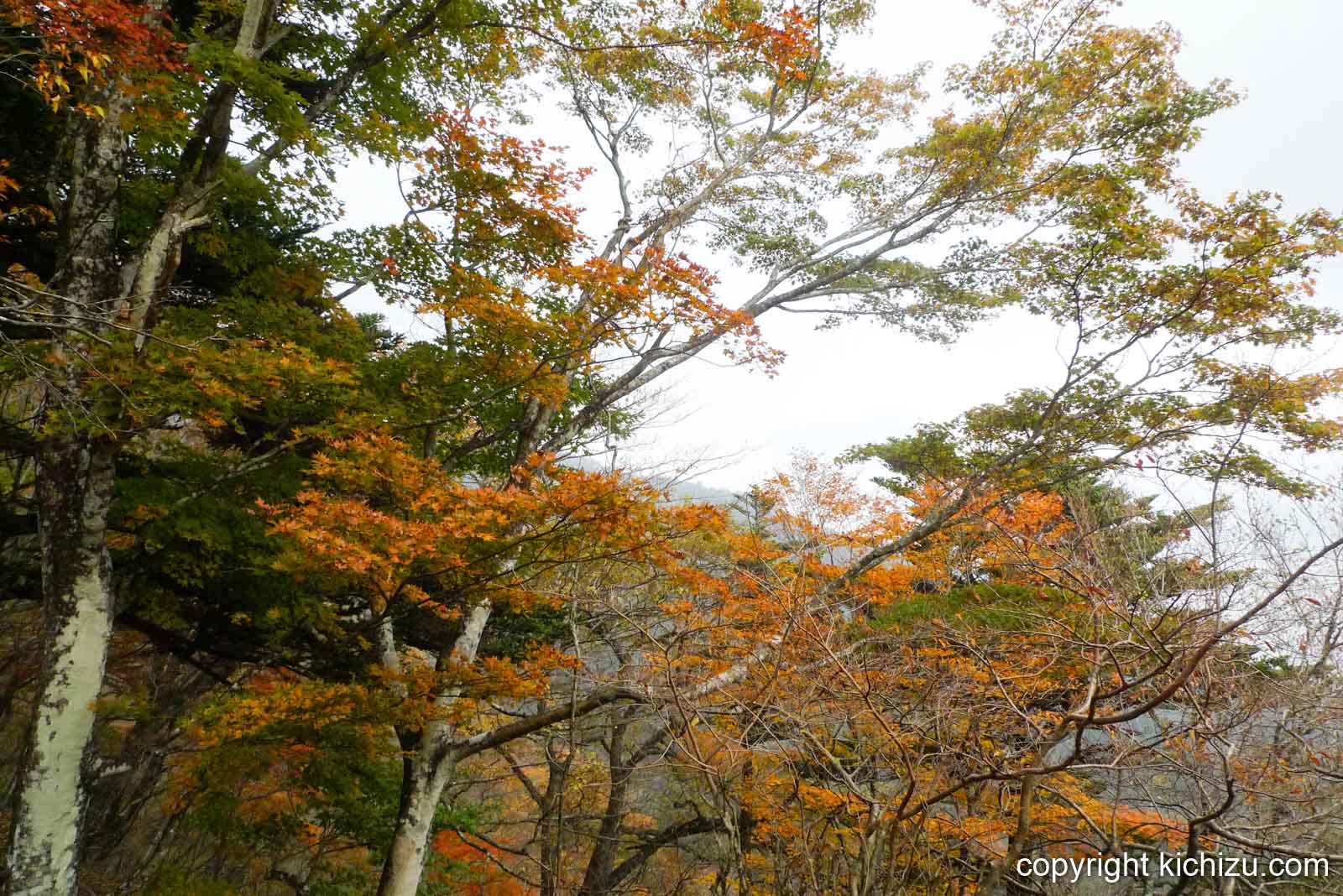 大山の紅葉