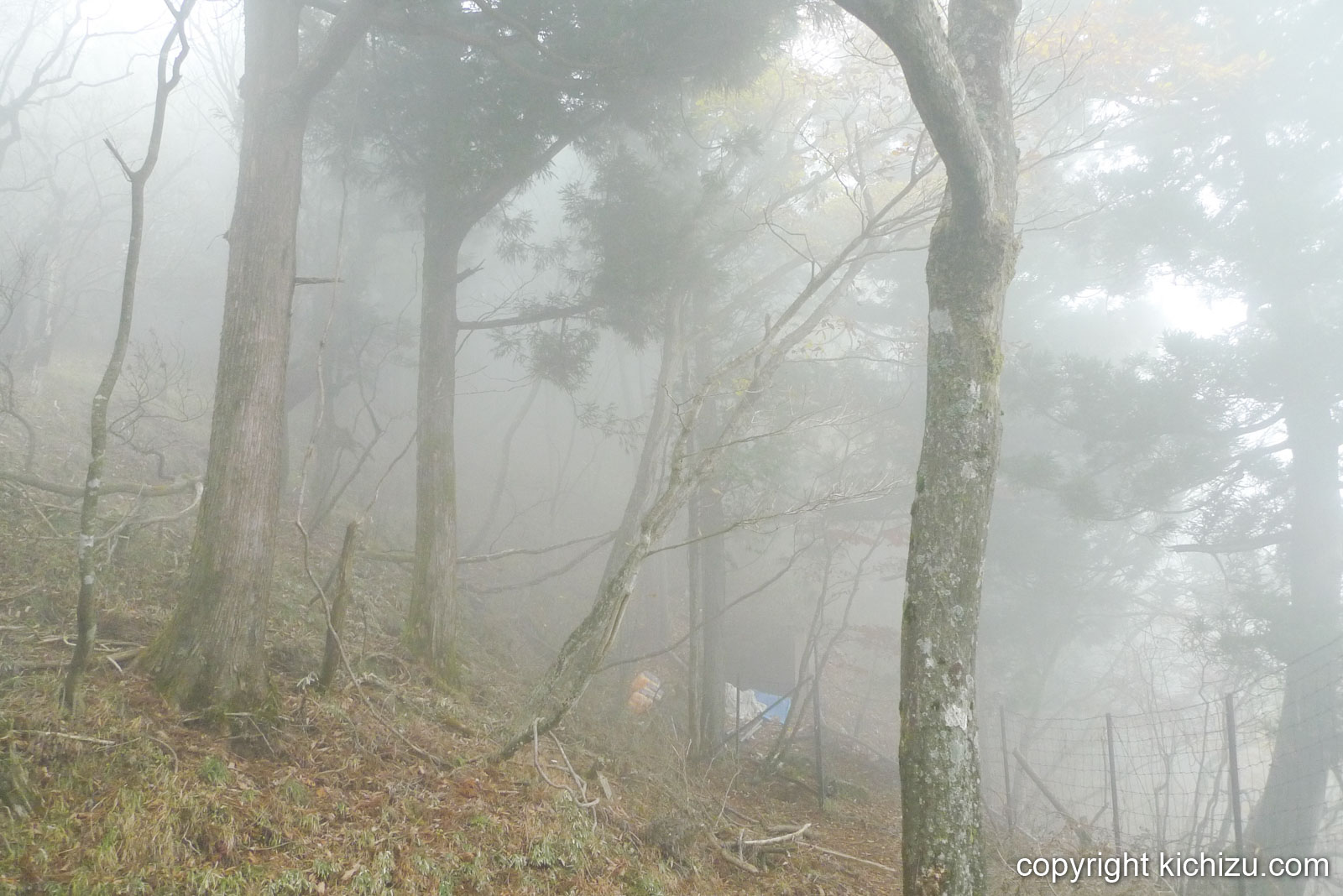 大山頂上付近の斜面